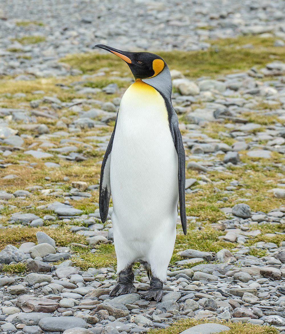 王企鹅 / King Penguin / Aptenodytes patagonicus