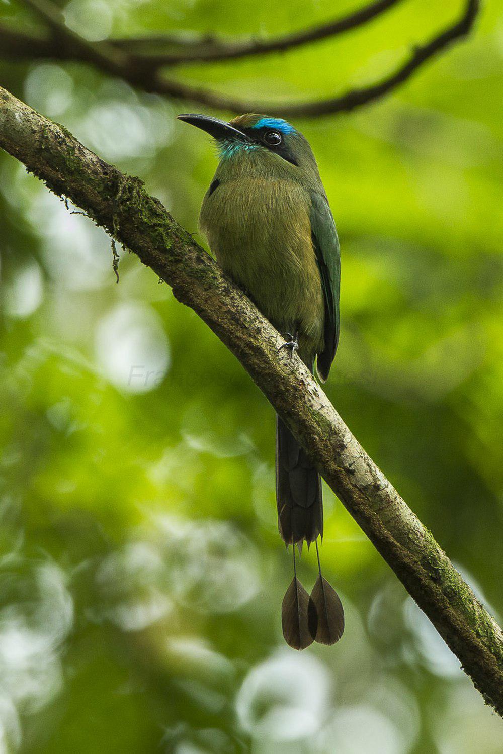 隆嘴翠鴗 / Keel-billed Motmot / Electron carinatum