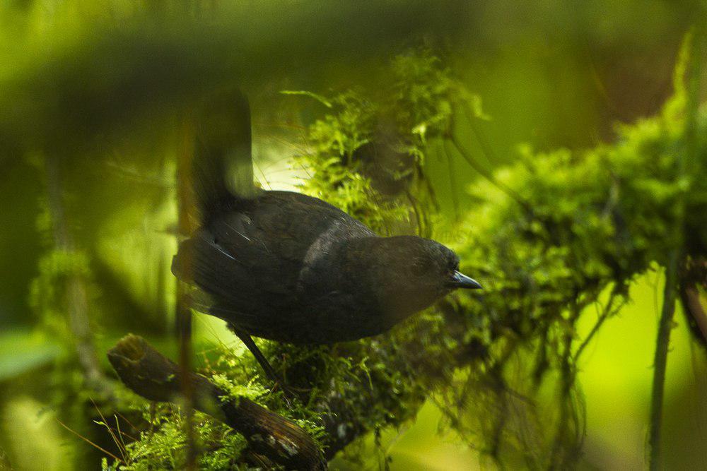 纳里尼奥窜鸟 / Narino Tapaculo / Scytalopus vicinior