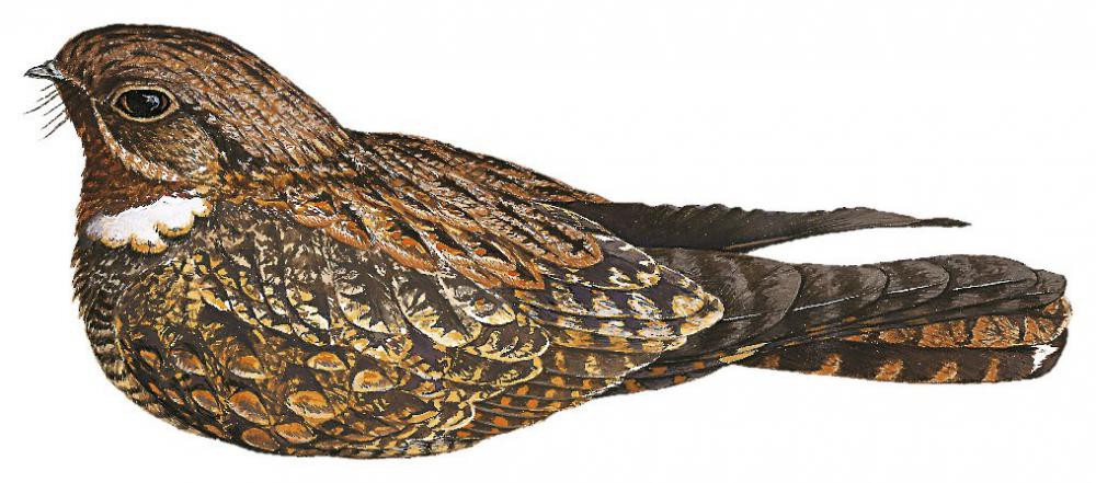 帕劳夜鹰 / Palau Nightjar / Caprimulgus phalaena