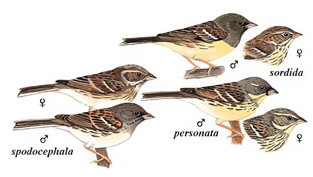 灰头鹀 / Black-faced Bunting / Emberiza spodocephala