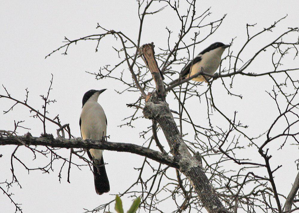 双色黑鵙 / Swamp Boubou / Laniarius bicolor