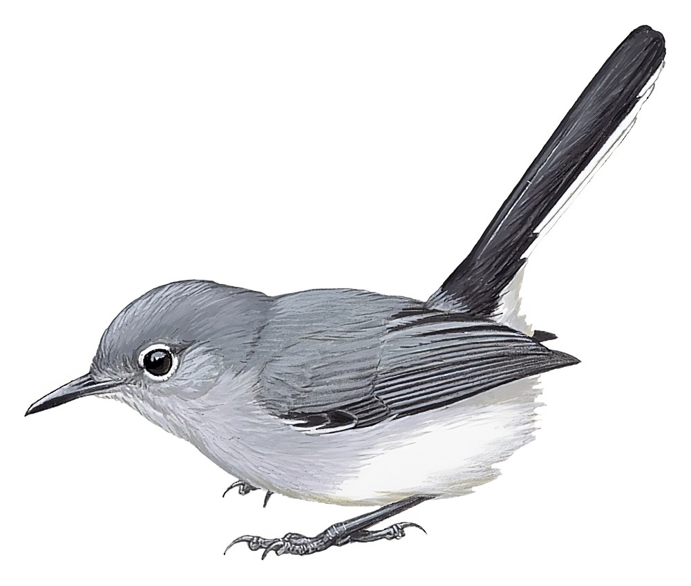 秘鲁蚋莺 / Iquitos Gnatcatcher / Polioptila clementsi