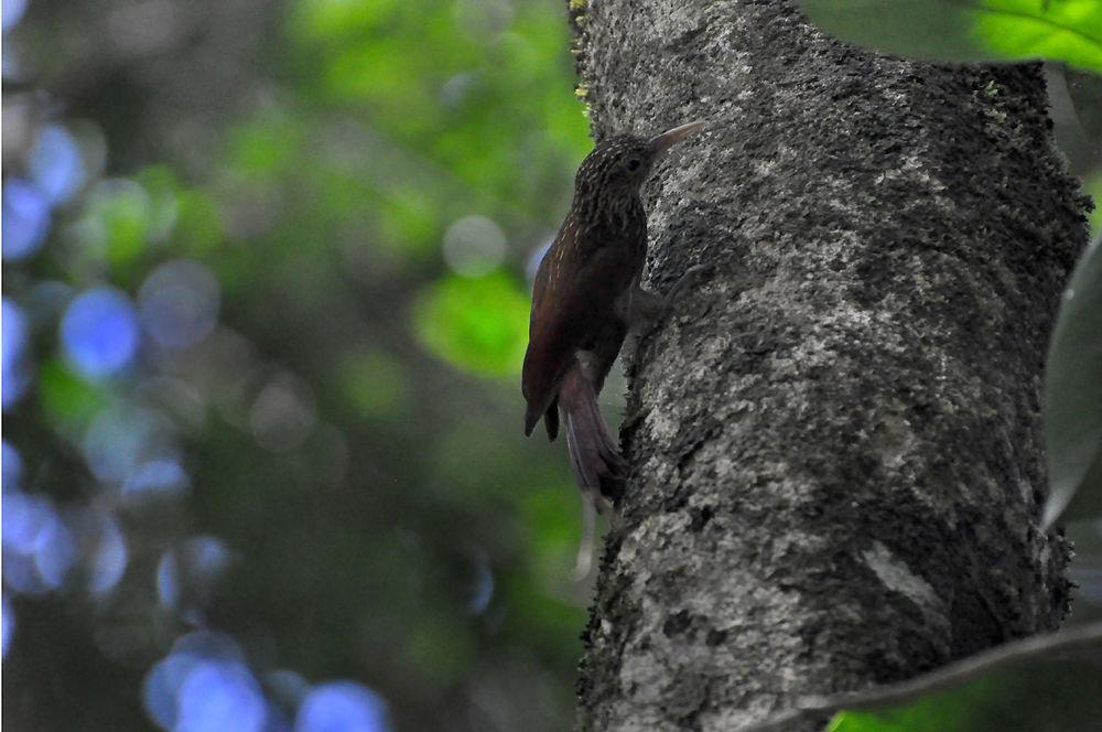 华丽䴕雀 / Elegant Woodcreeper / Xiphorhynchus elegans