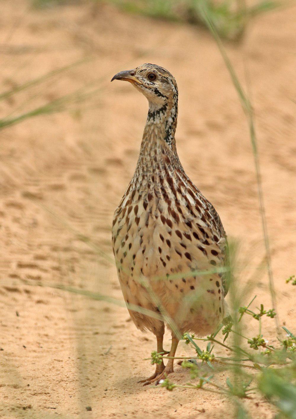 橙翅斑鹧鸪 / Orange River Francolin / Scleroptila gutturalis