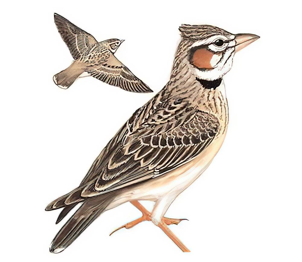 二斑百灵 / Bimaculated Lark / Melanocorypha bimaculata