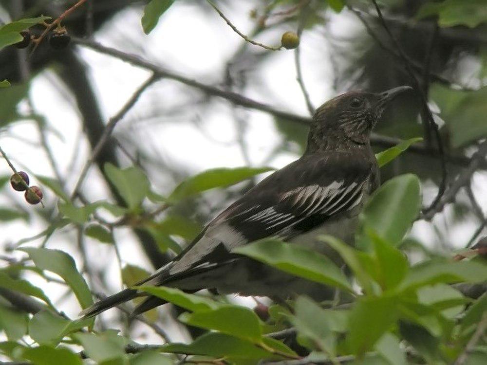 阿芝鸫 / Aztec Thrush / Ridgwayia pinicola