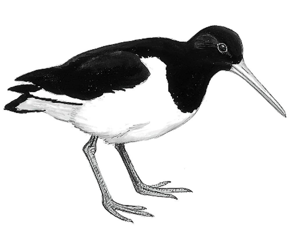 蛎鹬 / Eurasian Oystercatcher / Haematopus ostralegus