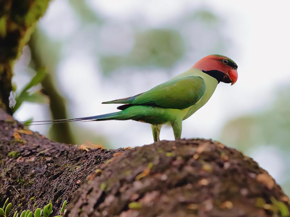 长尾鹦鹉 / Long-tailed Parakeet / Psittacula longicauda