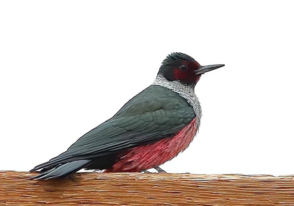 刘氏啄木鸟 / Lewis\'s Woodpecker / Melanerpes lewis