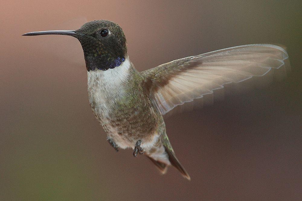 黑颏北蜂鸟 / Black-chinned Hummingbird / Archilochus alexandri