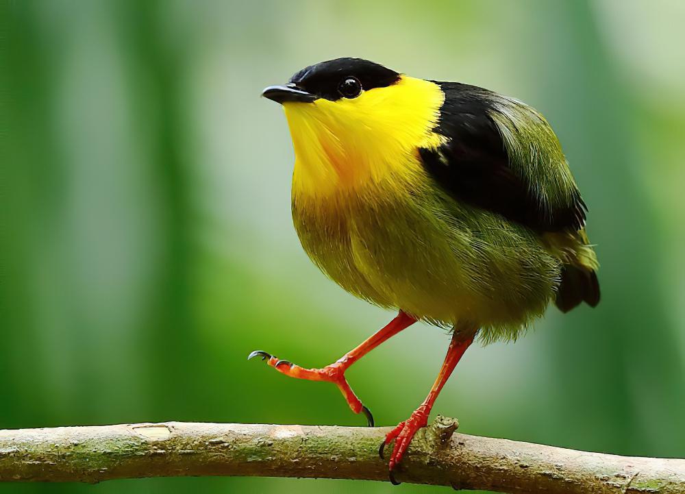 金领娇鹟 / Golden-collared Manakin / Manacus vitellinus