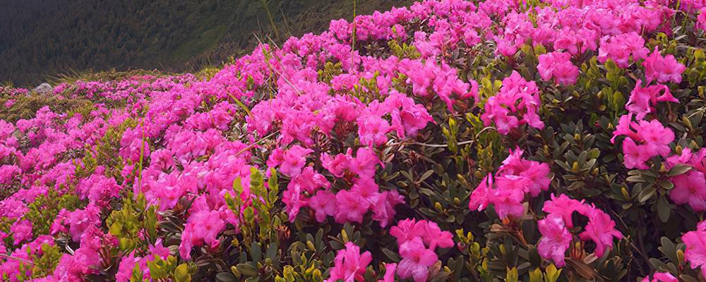 杜鹃花