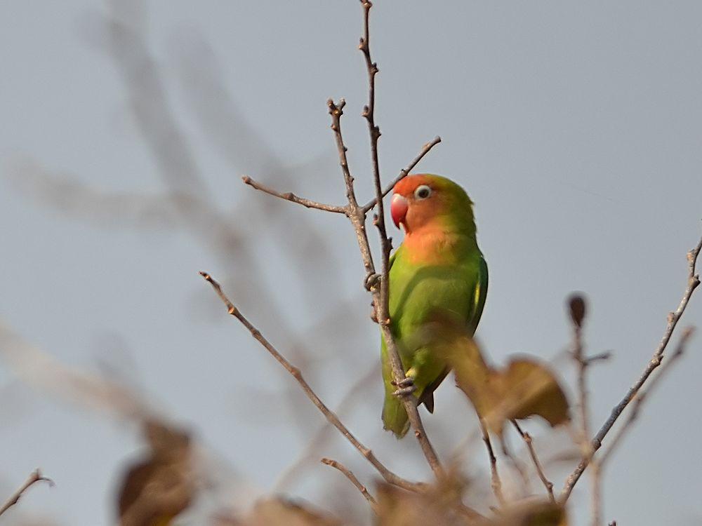 尼亚牡丹鹦鹉 / Lilian\'s Lovebird / Agapornis lilianae