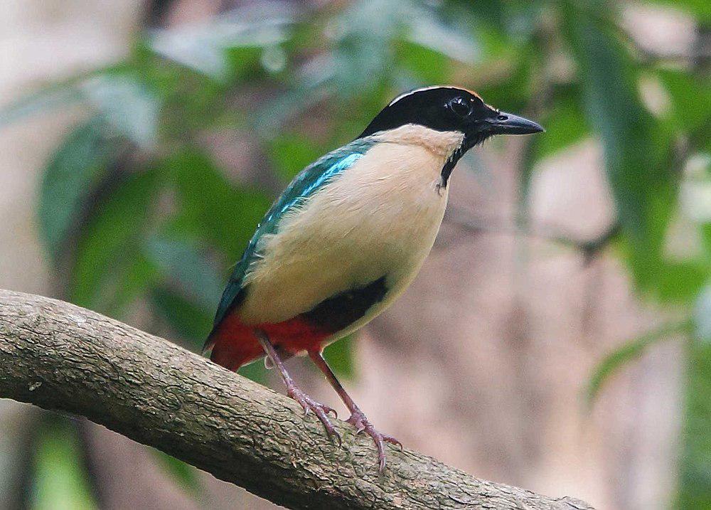 华丽八色鸫 / Elegant Pitta / Pitta elegans