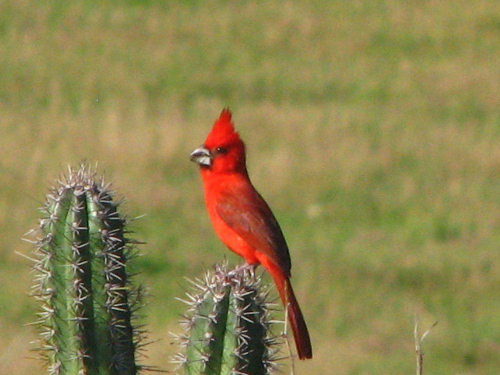 凤头主红雀 / Vermilion Cardinal / Cardinalis phoeniceus