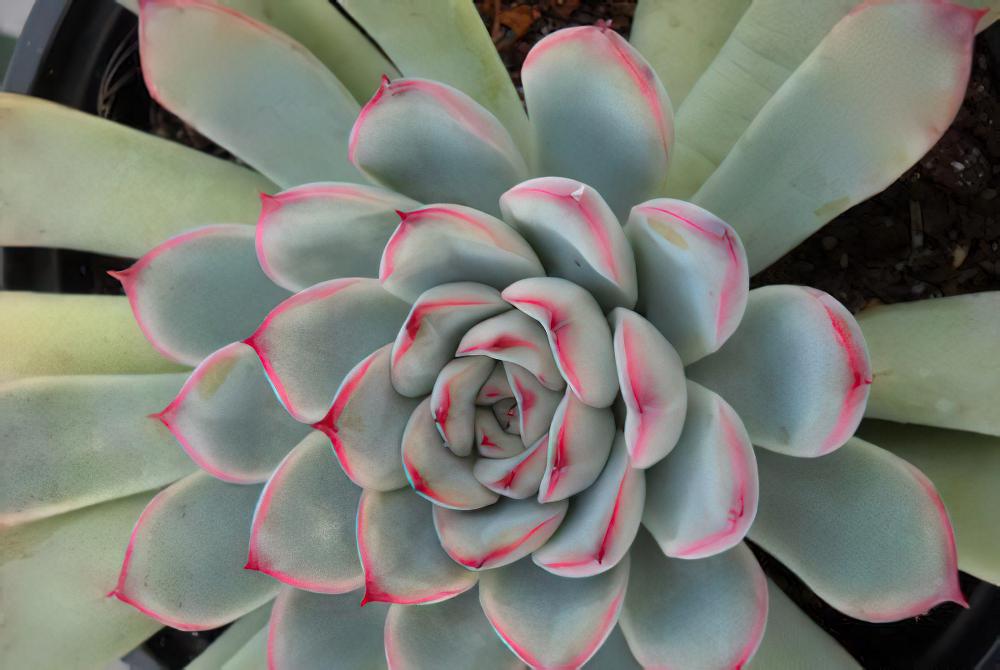 花月夜 Echeveria pulidonis