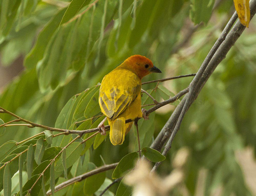 橙头织巢鸟 / Golden Palm Weaver / Ploceus bojeri