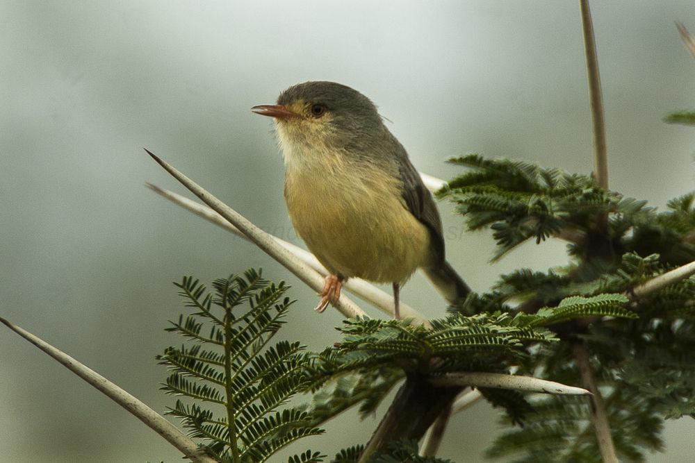 黄腹莺 / Buff-bellied Warbler / Phyllolais pulchella