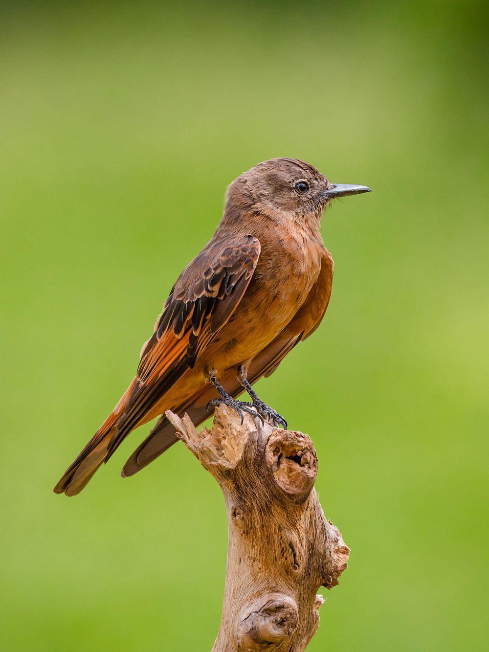 峭壁霸鹟 / Cliff Flycatcher / Hirundinea ferruginea