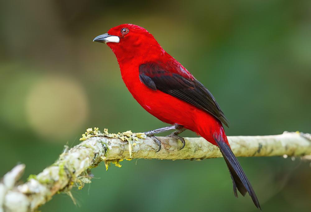 巴西厚嘴唐纳雀 / Brazilian Tanager / Ramphocelus bresilia