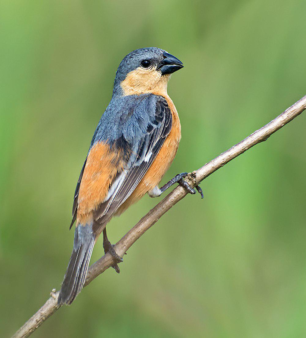 茶腹食籽雀 / Tawny-bellied Seedeater / Sporophila hypoxantha