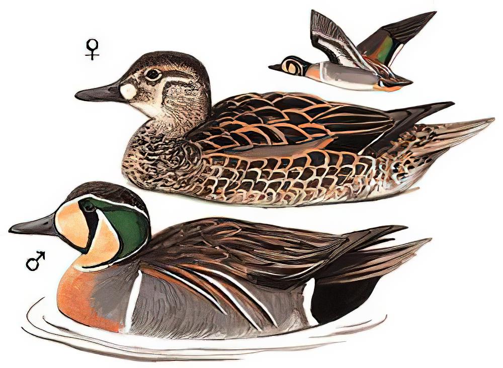 花脸鸭 / Baikal Teal / Sibirionetta formosa