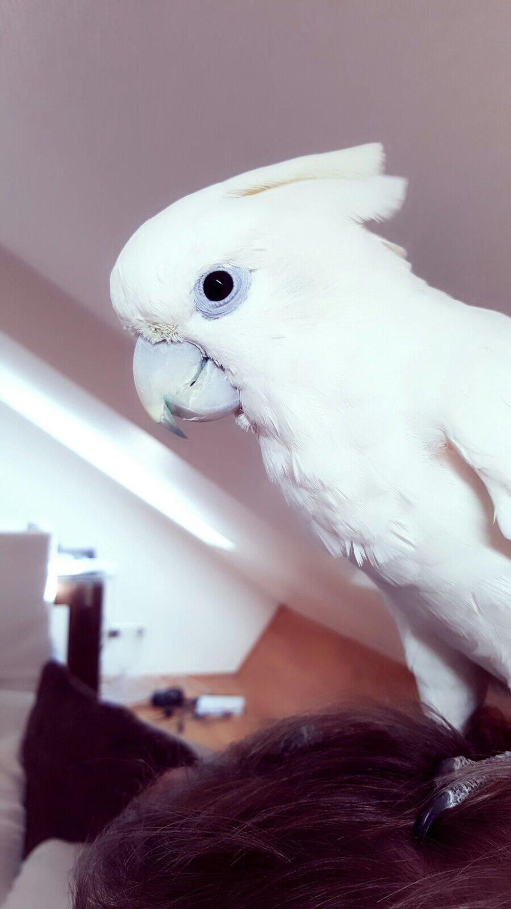 杜氏凤头鹦鹉 / Solomons Cockatoo / Cacatua ducorpsii