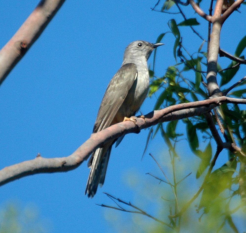 灌丛杜鹃 / Brush Cuckoo / Cacomantis variolosus