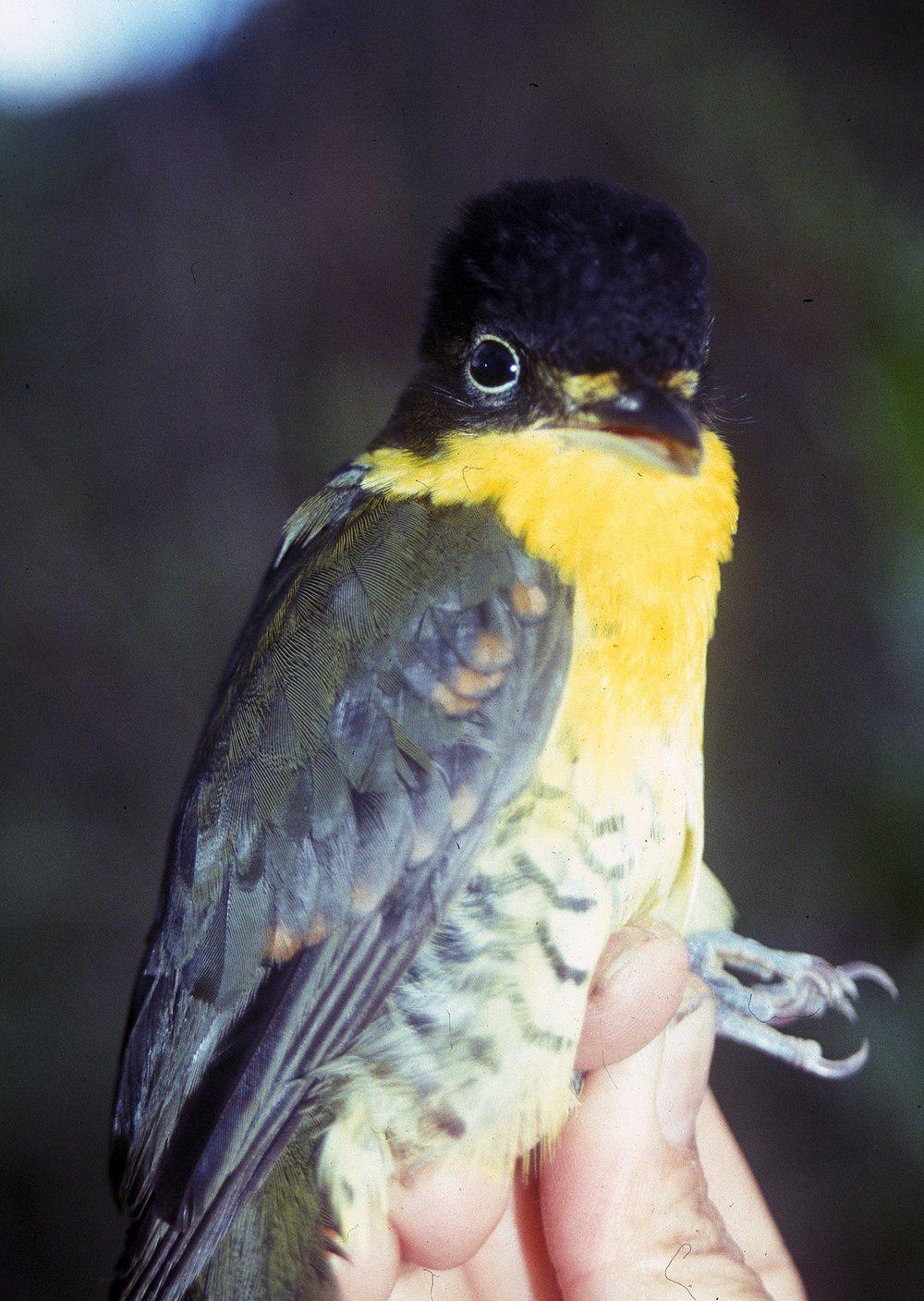 安第斯鵙伞鸟 / Andean Laniisoma / Laniisoma buckleyi