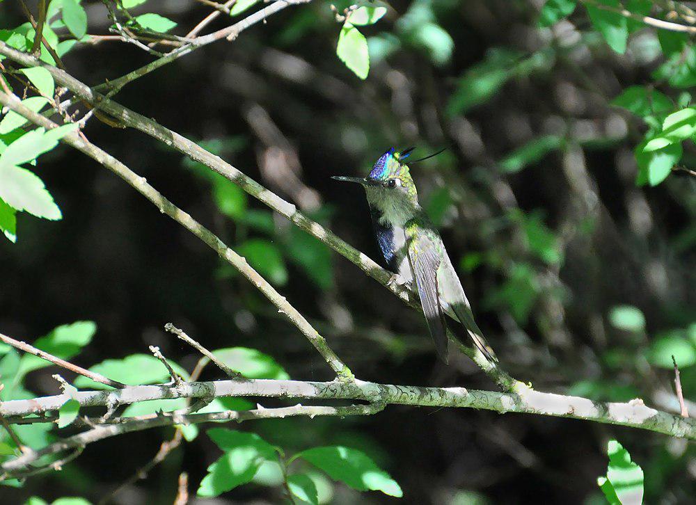 紫冠黑胸蜂鸟 / Purple-crowned Plovercrest / Stephanoxis loddigesii