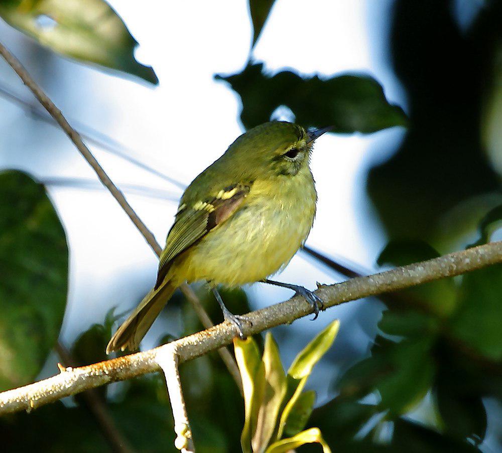 雷斯姬霸鹟 / Restinga Tyrannulet / Phylloscartes kronei