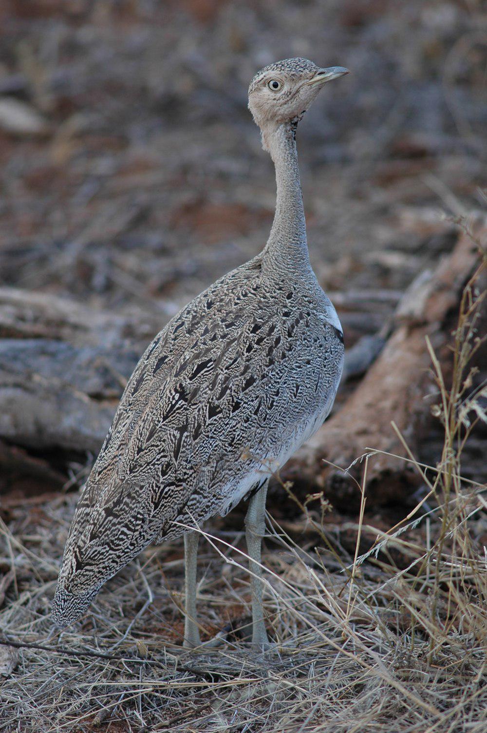 软冠鸨 / Buff-crested Bustard / Lophotis gindiana