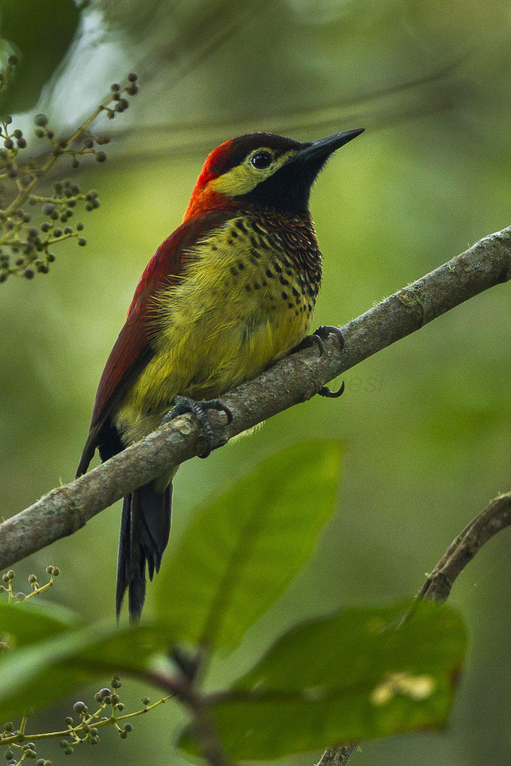 红背啄木鸟 / Crimson-mantled Woodpecker / Colaptes rivolii
