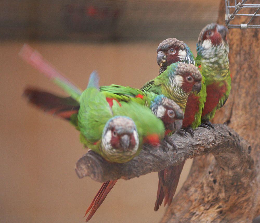 白耳鹦哥 / White-eared Parakeet / Pyrrhura leucotis