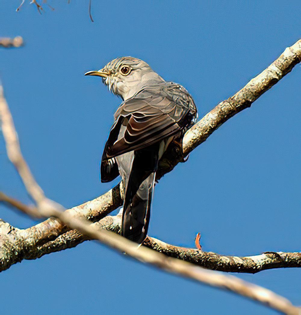 北方中杜鹃 / Oriental Cuckoo / Cuculus optatus