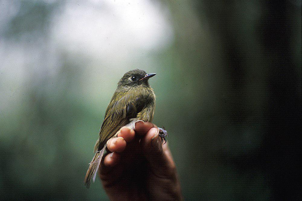 纹颈霸鹟 / Streak-necked Flycatcher / Mionectes striaticollis