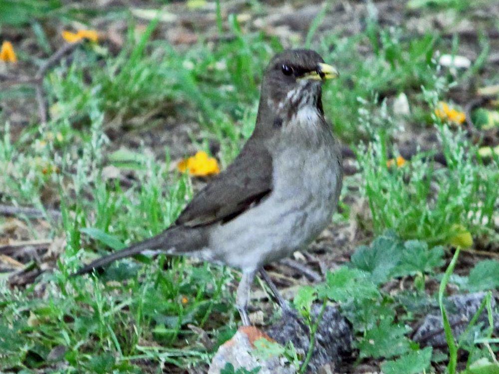 石鸫 / Blacksmith Thrush / Turdus subalaris