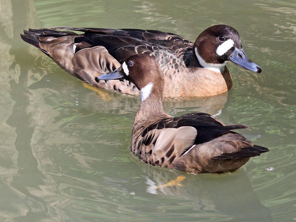 铜翅鸭 / Bronze-winged Duck / Speculanas specularis