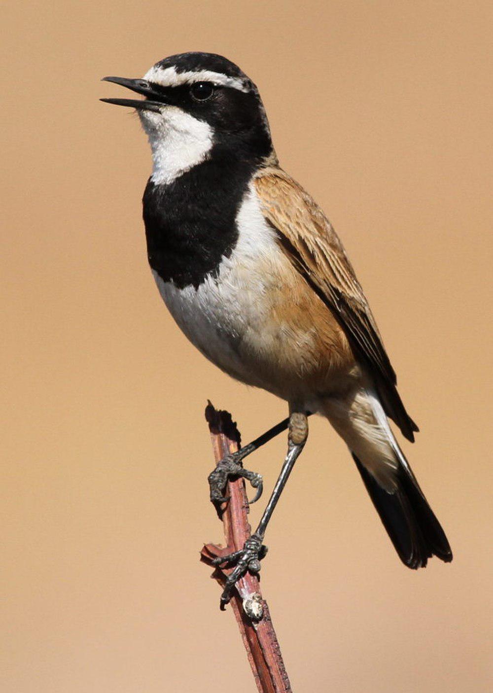 冕䳭 / Capped Wheatear / Oenanthe pileata