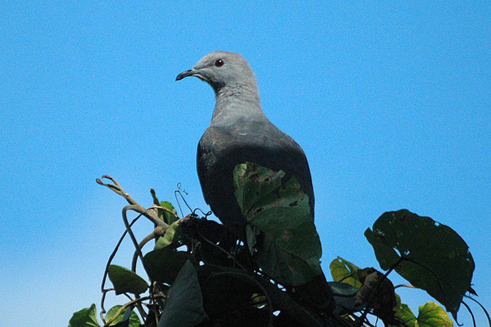 皮氏皇鸠 / Barking Imperial Pigeon / Ducula latrans