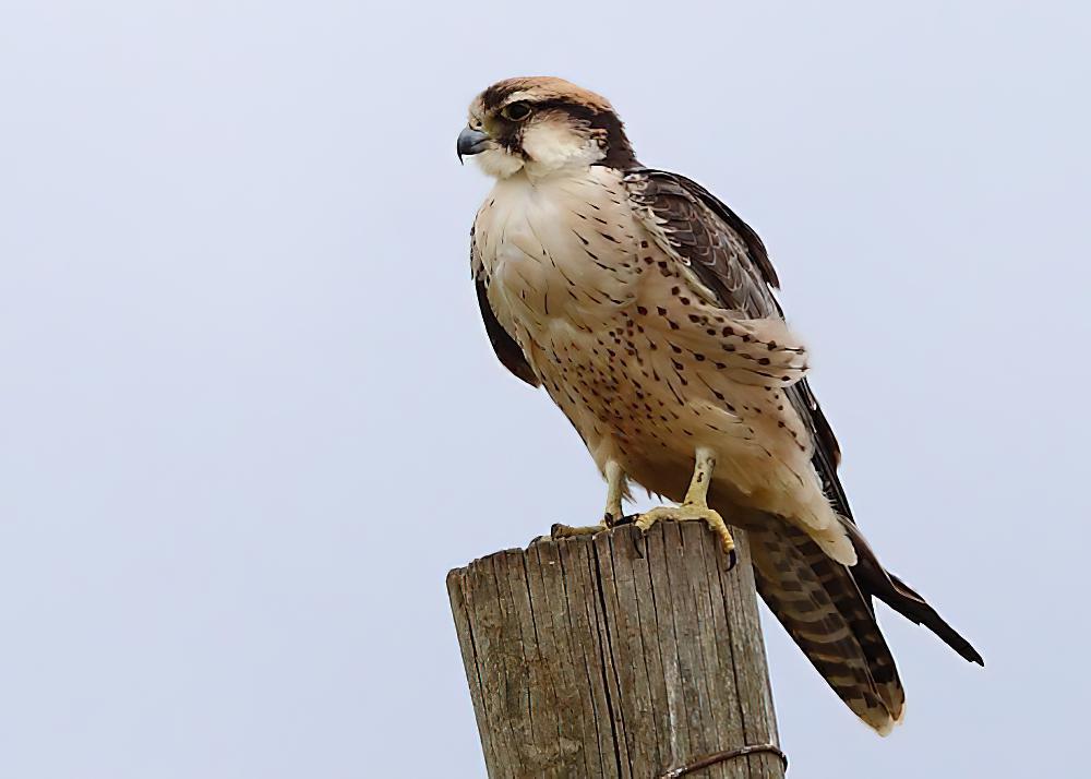 地中海隼 / Lanner Falcon / Falco biarmicus