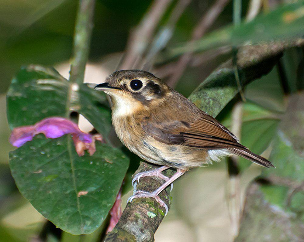 白喉铲嘴雀 / White-throated Spadebill / Platyrinchus mystaceus