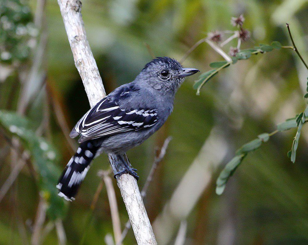 索瑞蚁鵙 / Sooretama Slaty Antshrike / Thamnophilus ambiguus