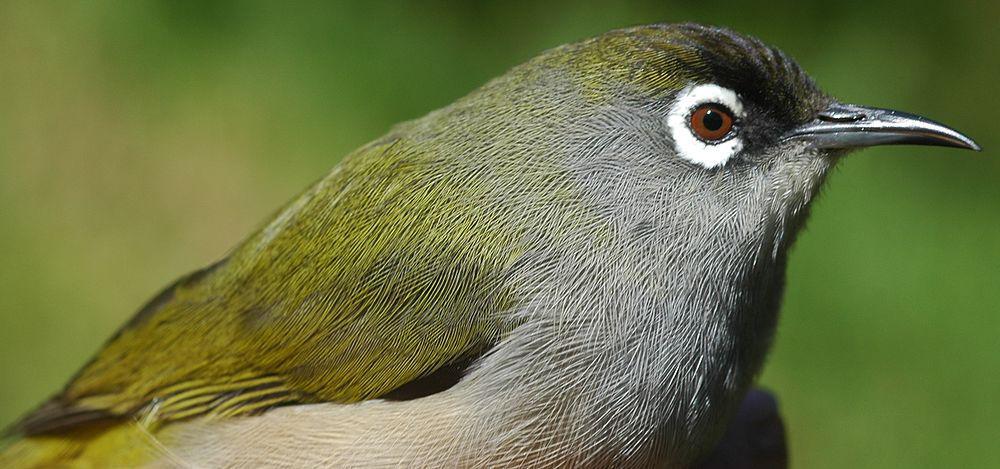 橄揽绣眼鸟 / Reunion Olive White-eye / Zosterops olivaceus