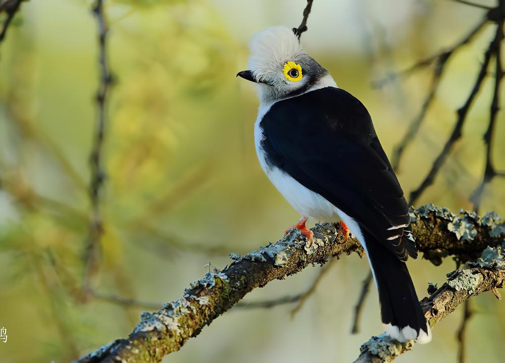 长冠盔鵙 / White-crested Helmetshrike / Prionops plumatus