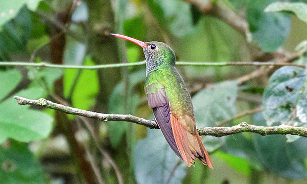 棕腹蜂鸟 / Buff-bellied Hummingbird / Amazilia yucatanensis