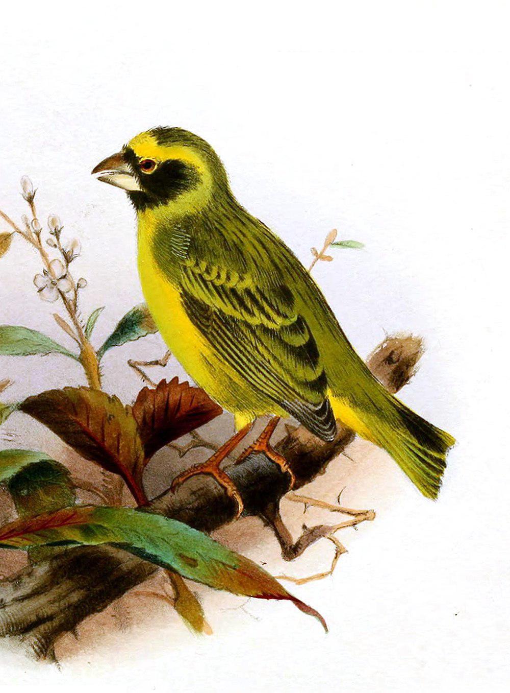 黑脸丝雀 / Black-faced Canary / Crithagra capistrata