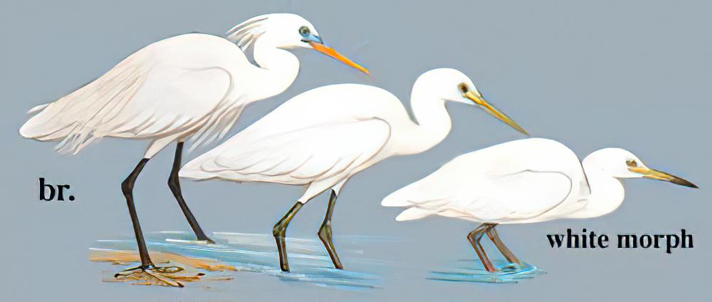 黄嘴白鹭 / Chinese Egret / Egretta eulophotes