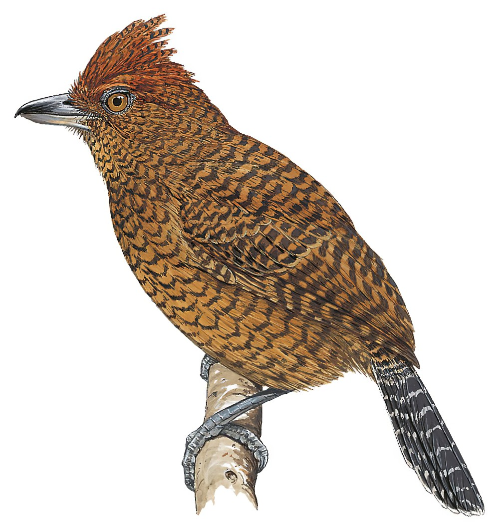 茶色蚁鵙 / Fulvous Antshrike / Frederickena fulva